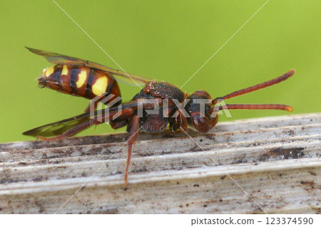 Nomada species Nomada species 123374590