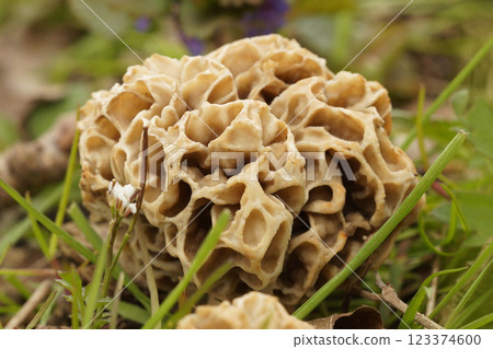 Closeup on an emerging Spounge morel ushroom , Morchella esculenta in a grassland Closeup on an emerging Spounge morel ushroom , Morchella esculenta in a grassland 123374600