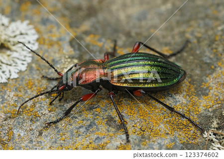 Natural closeup on a colorful large metallic green and red ground beetle, Carabus auronitens in Austria 123374602
