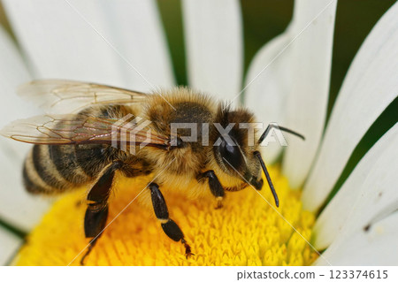 Detailed closeup of a European honey bee , Apis melifera sipping nectar from an Oxeye daisy, Leucanthemum vulgare Detailed closeup of a European honey bee , Apis melifera sipping nectar from an Oxeye daisy, Leucanthemum vulgare 123374615