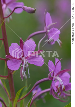 Closeup on the soft pink flowers of the Rosebay willowherb wildflower, Epilobium or Chamaenerion angustifolium 123374616