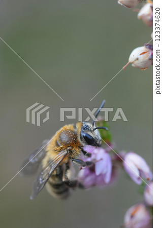 Closeup on a brown female Heather mining bee, Andrena fuscipes on itt's host plant, Calluna vulgaris 123374620