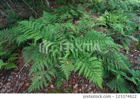Closeup on a European green Wood fern of the Dryopteris genus Closeup on a European green Wood fern of the Dryopteris genus 123374622