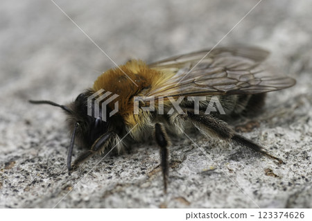 Closeup on a female Grey-patched mining bee, Andrena nitida, infected with a Stylops melitta parasite 123374626
