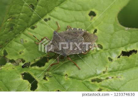 Closeup on the brown colored Dock leaf bug, Arma custos sitting on a green leaf Closeup on the brown colored Dock leaf bug, Arma custos sitting on a green leaf 123374630