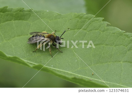 Closeup on a colorful sap-sucking red firebug or soldierbug, Pyrrhocoris apterus, sitting on a green leaf Closeup on a colorful sap-sucking red firebug or soldierbug, Pyrrhocoris apterus, sitting on a green leaf 123374631