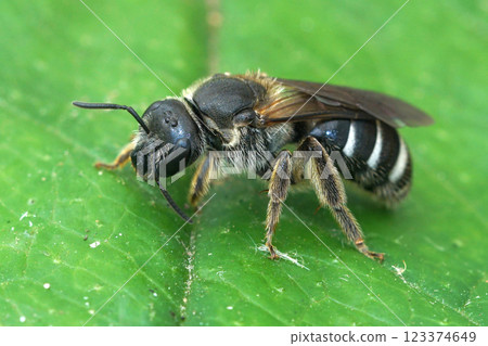 Closeup on a large endangered female furrow bee, Lasioglossum majus on a green leaf 123374649