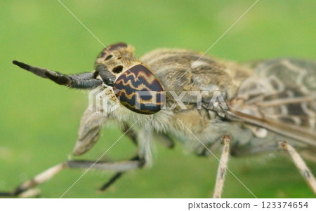 Macro Shot of the Compound Eyes of a common horse or notch-horned cleg fly, Haematopota pluvialis Macro Shot of the Compound Eyes of a common horse or notch-horned cleg fly, Haematopota pluvialis 123374654