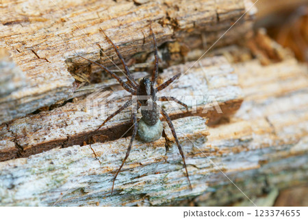 Closeup on a wolf spider, Pardosa species carrying a sac of eggs Closeup on a wolf spider, Pardosa species carrying a sac of eggs 123374655
