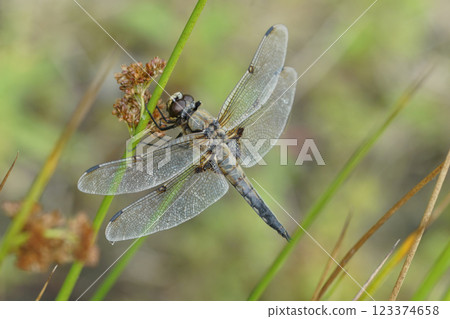 Closeup on an adult Four spotted chaser dragonflu,Libellula quadrimaculata, sitting with spread wings Closeup on an adult Four spotted chaser dragonflu,Libellula quadrimaculata, sitting with spread wings 123374658