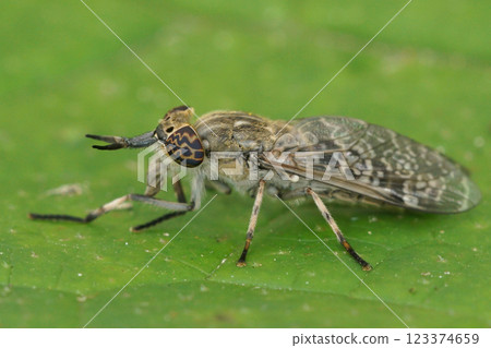 Macro Shot of the Compound Eyes of a common horse or notch-horned cleg fly, Haematopota pluvialis Macro Shot of the Compound Eyes of a common horse or notch-horned cleg fly, Haematopota pluvialis 123374659