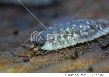 Selective focus closeup on a shiny woodlouse , Oniscus asellus , on a peice of wood in the garden Selective focus closeup on a shiny woodlouse , Oniscus asellus , on a peice of wood in the garden 123374662