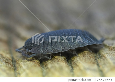 Closeup on a grey Rough woodlouse, Porcellio scaber, on a piece of wood in the garden 123374663