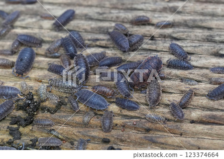 Closeup on a group of different colored Rough wooudlice, Porcellio scaber on a piece of wood Closeup on a group of different colored Rough wooudlice, Porcellio scaber on a piece of wood 123374664