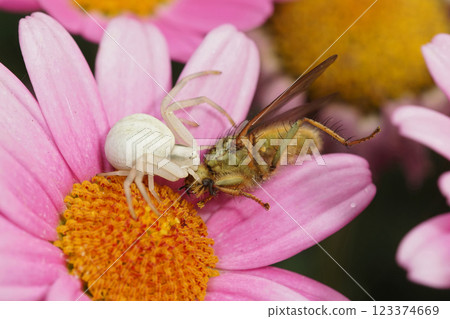 Closeup on a flower crab spider, Misumena vatia eating a dung fly on a pink flower 123374669