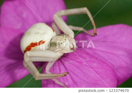 Closeup on a white flower crab spider, Misumena vatia on a purple Wallflower in the garden 123374670