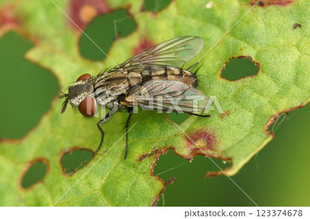 Closeup on a Metopia flesh fly species sitting on a green leaf in the garden Closeup on a Metopia flesh fly species sitting on a green leaf in the garden 123374678