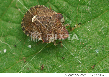 Closeup on a small brown shield bug , Dyroderes umbraculatus a plant parasite specialist on mainly Galium aparine 123374679