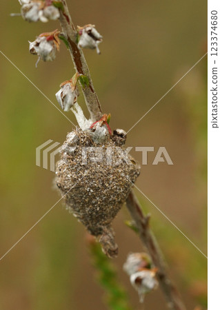 Closeup on the nest of a liocranid sac spiders, Agroeca hanging high on a twig in the field Closeup on the nest of a liocranid sac spiders, Agroeca hanging high on a twig in the field 123374680