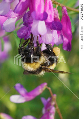 Closeup on a colorful bumblebee, Bombus niveatus drinking nectar from a purple flower , Sofia Bulgaria 123374685