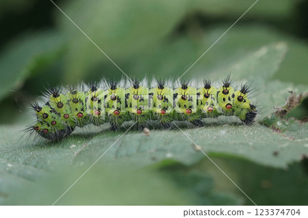 Closeup on the colorful green hairy caterpillar of the Small Emperor moth, Saturnia pavonia Closeup on the colorful green hairy caterpillar of the Small Emperor moth, Saturnia pavonia 123374704