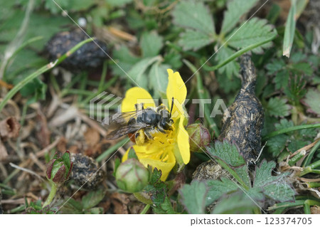 Closeup on a small red colored female Red-girdled, mining bee, Andrena labiata on a yellow Potentilla flower 123374705