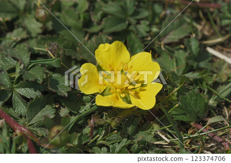 Closeup on the yellow flower of the Creeping Cinquefoil wildflower, Potentilla reptans Closeup on the yellow flower of the Creeping Cinquefoil wildflower, Potentilla reptans 123374706