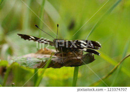 Low angloe closeup on the European Map butterfly, Araschnia levana sitting on a green leaf Low angloe closeup on the European Map butterfly, Araschnia levana sitting on a green leaf 123374707