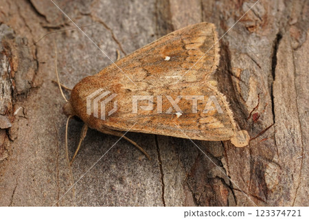 Closeup on a white-point owlet moth, Mythimna albipuncta on wood 123374721