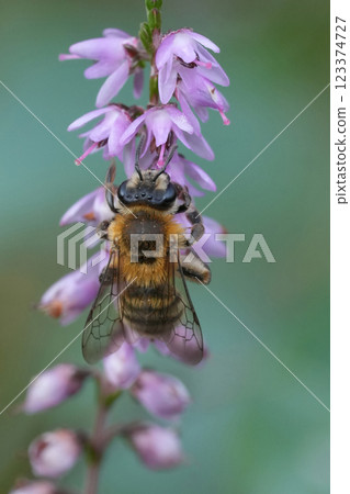 Closeup on a brown female Heather mining bee, Andrena fuscipes on itt's host plant, Calluna vulgaris Closeup on a brown female Heather mining bee, Andrena fuscipes on itt's host plant, Calluna vulgaris 123374727