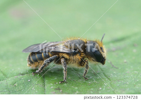 Closeup on a European Jersey Mason Bee , Osmia niveata on a green leaf 123374728