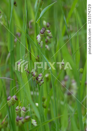 Closeup on the hanging seed heads of the Greater Quaking Grass, Briza maxima against a green background Closeup on the hanging seed heads of the Greater Quaking Grass, Briza maxima against a green background 123374729