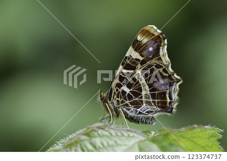 Closeup on a fresh emerged orange spring time European Map butterfly, Araschnia levana, with closed wings Closeup on a fresh emerged orange spring time European Map butterfly, Araschnia levana, with closed wings 123374737