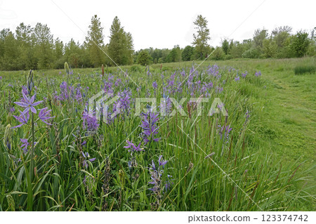 Vibrant Purple Indian Camas Hyacinth, Camassia Flower Field in Oregon Nature 123374742