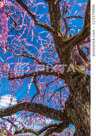 Blue sky and weeping plum trees: elegant plum trees at Nakagawara Plum Grove 123374906