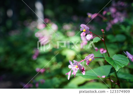華麗的粉紅秋海棠 123374909