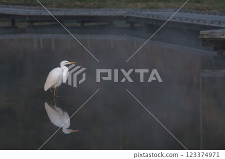 Early morning scenery: Wild birds at Itsukushima Wetland Park Early morning scenery: Wild birds at Itsukushima Wetland Park 123374971