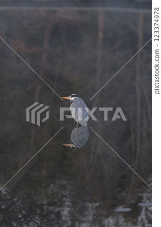 Early morning scenery: Wild birds at Itsukushima Wetland Park 123374978