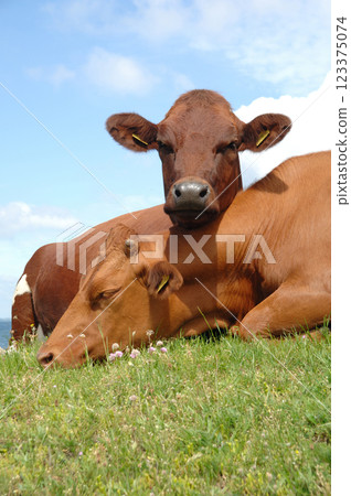 Cows resting on green grass Cows resting on green grass 123375074