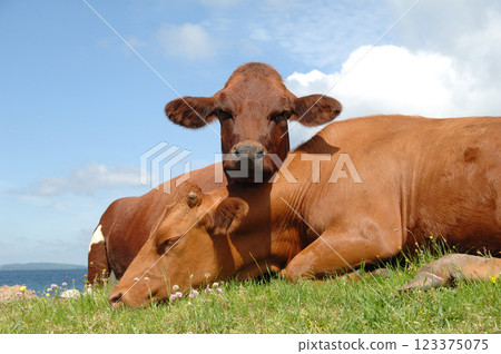 Cows resting on green grass Cows resting on green grass 123375075