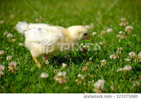 Baby chick on green grass Baby chick on green grass 123375080
