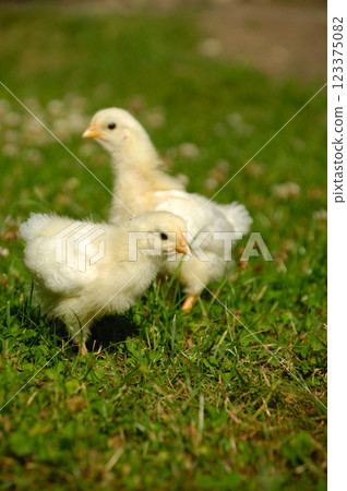 Two baby chicks on green grass Two baby chicks on green grass 123375082
