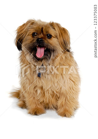 Happy Shih Tzu dog Happy Shih Tzu dog 123375083