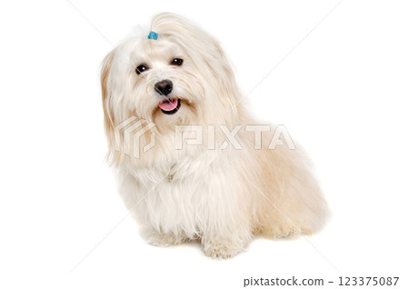 Happe Coton De Tulear dog sitting on a clean white background Happe Coton De Tulear dog sitting on a clean white background 123375087