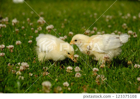 Two baby chicks on green grass 123375108