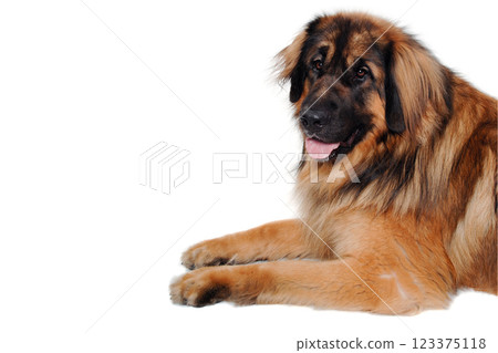 Leonberger dog is resting on a clean white background Leonberger dog is resting on a clean white background 123375118