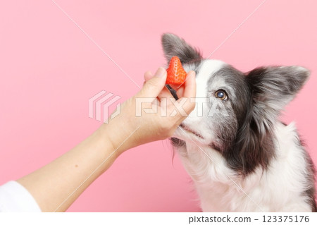 邊境牧羊犬等待草莓 123375176