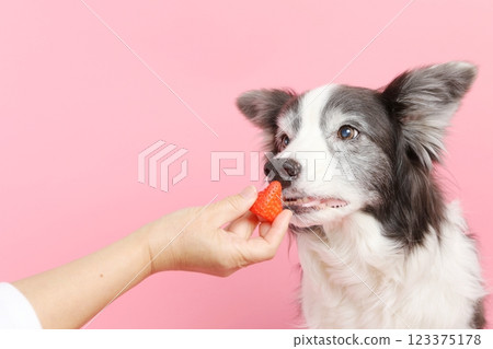 Border collie waiting for strawberries Border collie waiting for strawberries 123375178