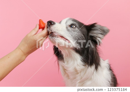 Border collie waiting for strawberries Border collie waiting for strawberries 123375184