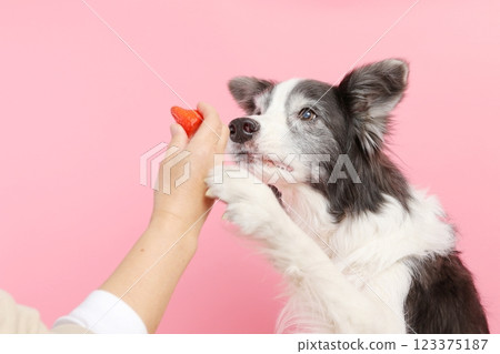 Border collie waiting for strawberries Border collie waiting for strawberries 123375187